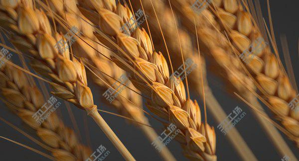 images/goods_img/20210312/Realistic Wheat Spikelets 3D model/3.jpg